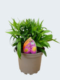 Aster Autumn jewels 'Granat' (2ltr)