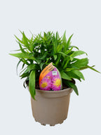 Aster Autumn jewels 'Granat' (2ltr)