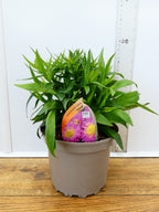 Aster Autumn jewels 'Granat' (2ltr)