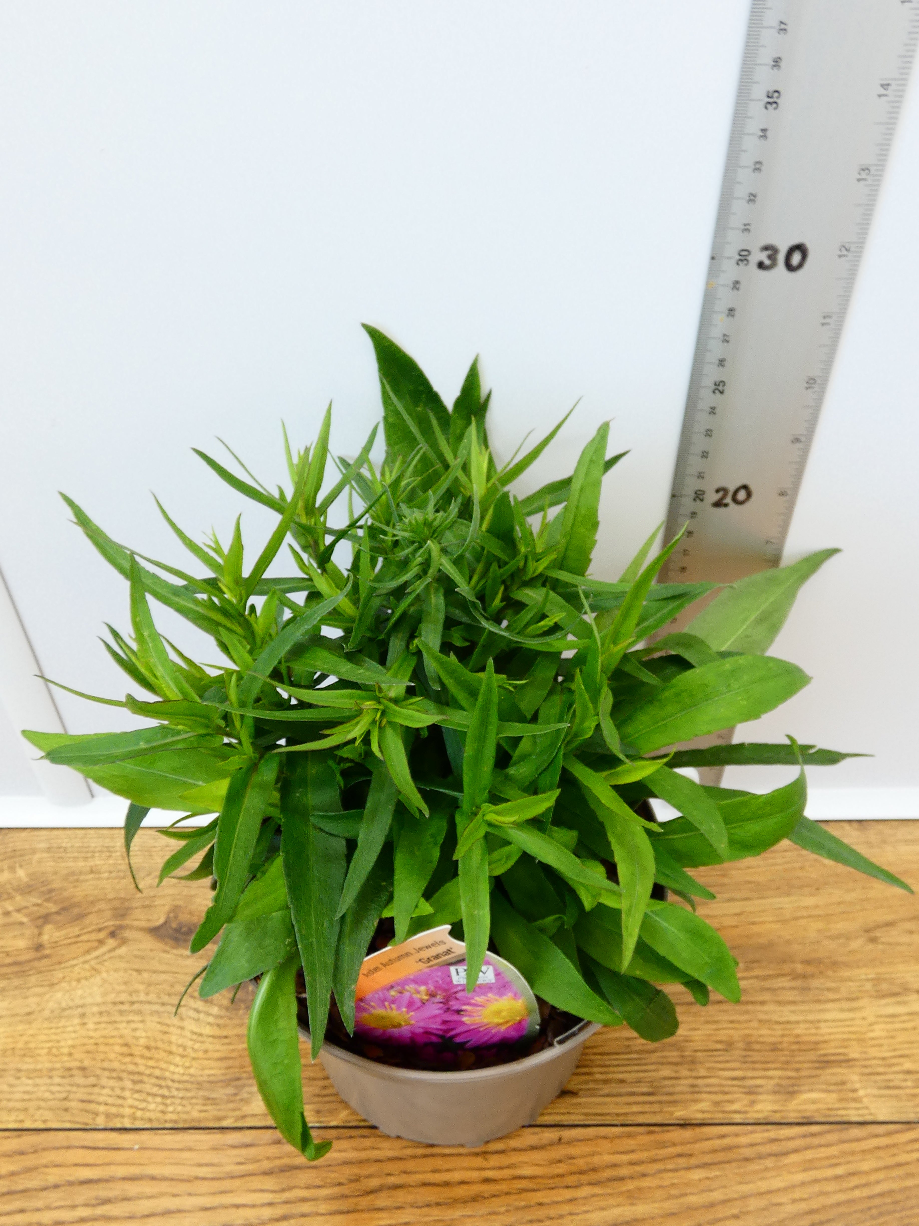 Aster Autumn jewels 'Granat' (2ltr)