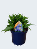 Aster Autumn jewels 'Aqua Compact' (2ltr)