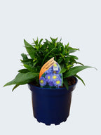 Aster Autumn jewels 'Aqua Compact' (2ltr)