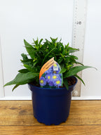 Aster Autumn jewels 'Aqua Compact' (2ltr)