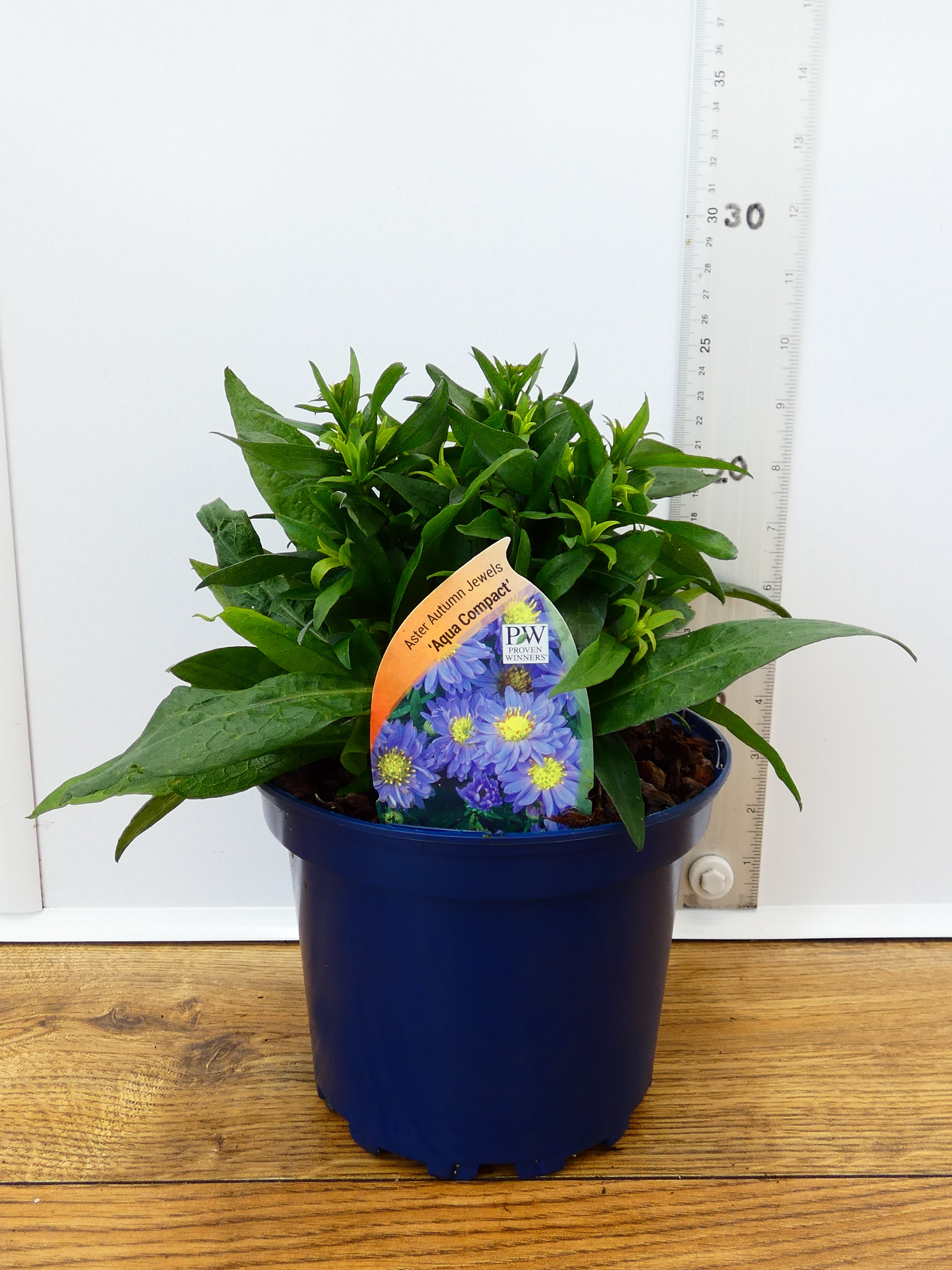 Aster Autumn jewels 'Aqua Compact' (2ltr)