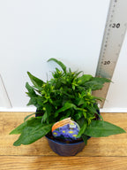 Aster Autumn jewels 'Aqua Compact' (2ltr)