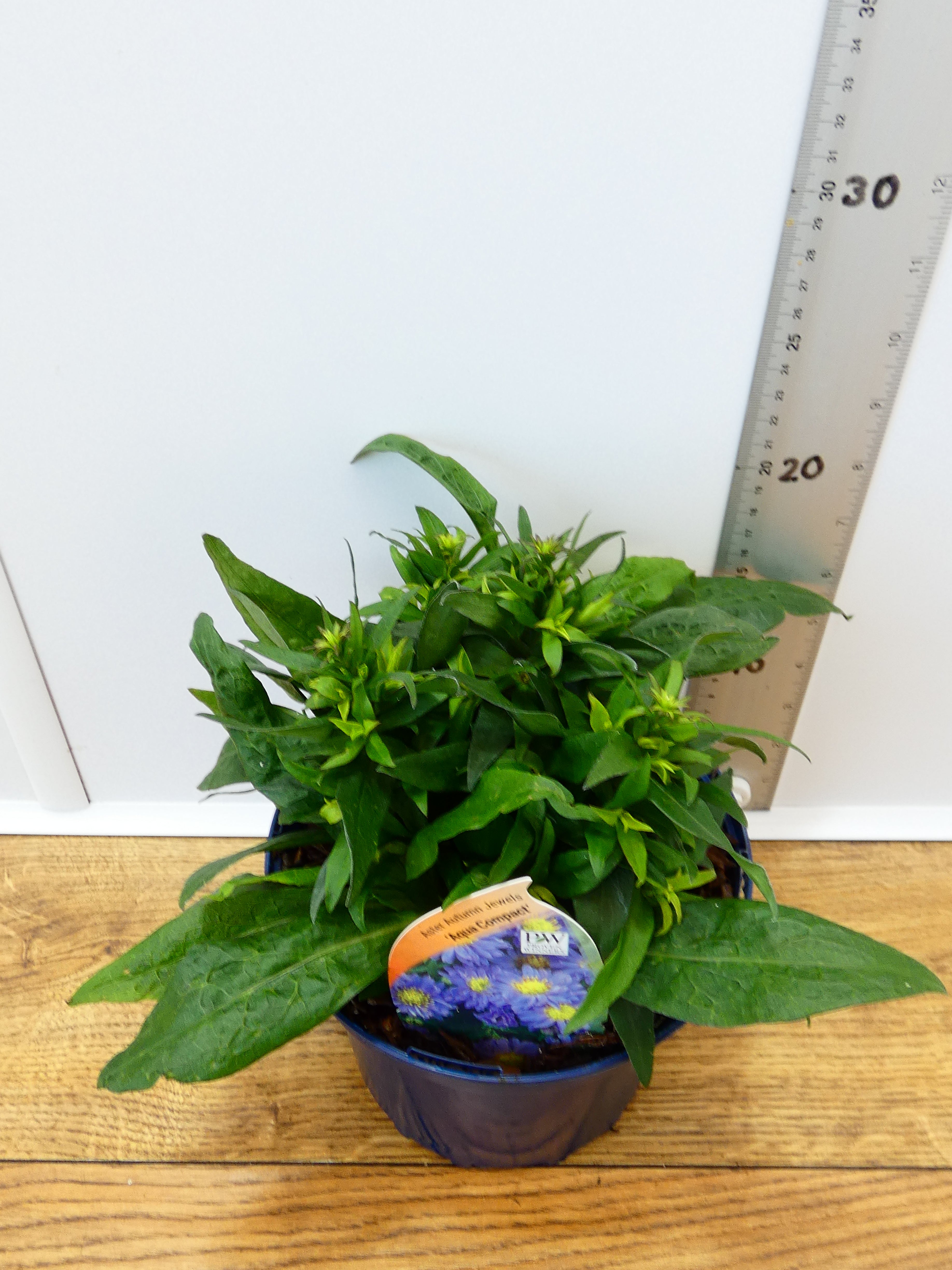 Aster Autumn jewels 'Aqua Compact' (2ltr)