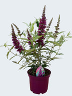 Buddleja Buzz 'Wine' (3ltr)