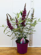 Buddleja Buzz 'Wine' (3ltr)