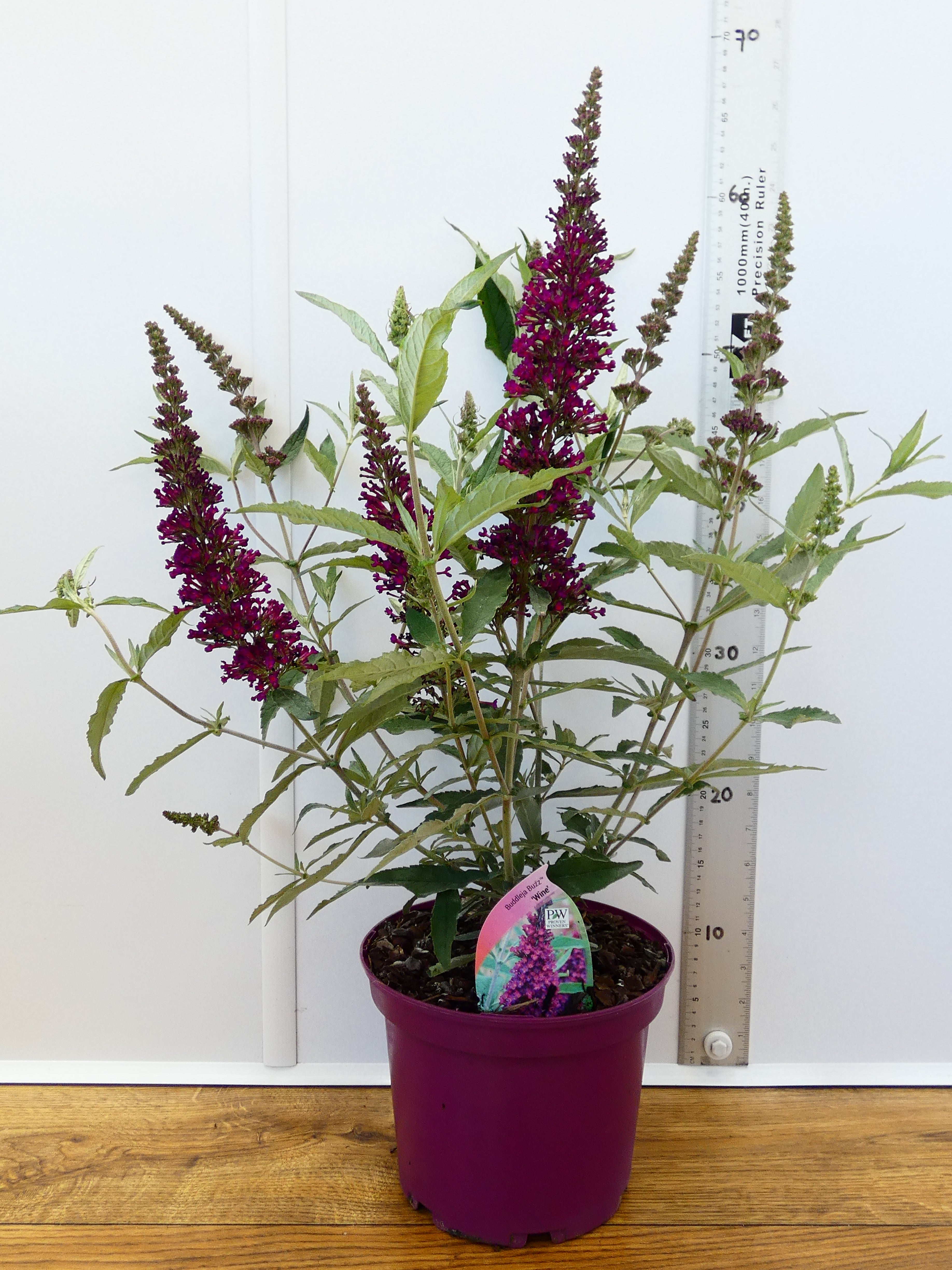 Buddleja Buzz 'Wine' (3ltr)