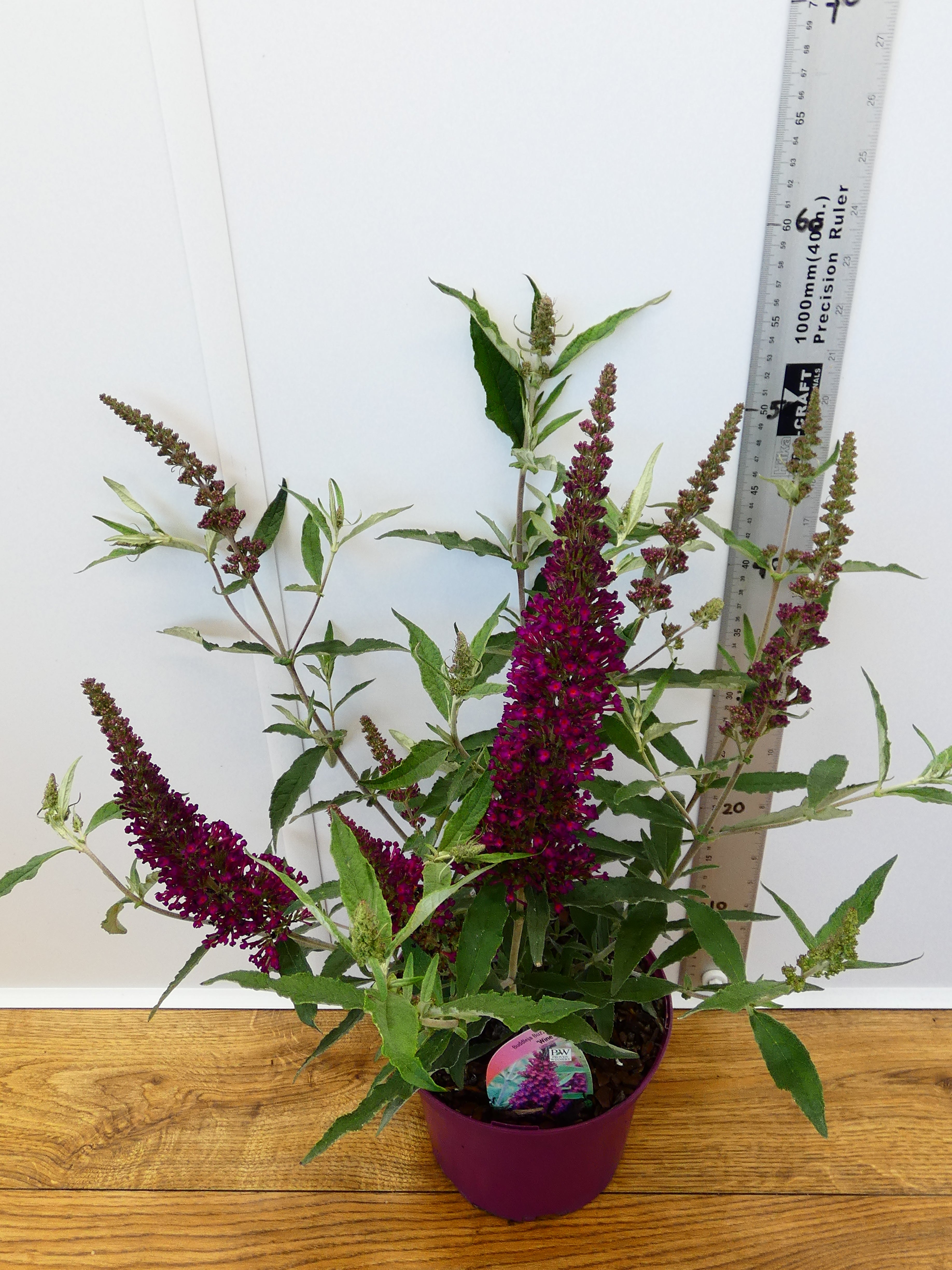 Buddleja Buzz 'Wine' (3ltr)