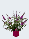 Buddleja Buzz 'Candy Pink' (3ltr)
