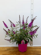 Buddleja Buzz 'Candy Pink' (3ltr)