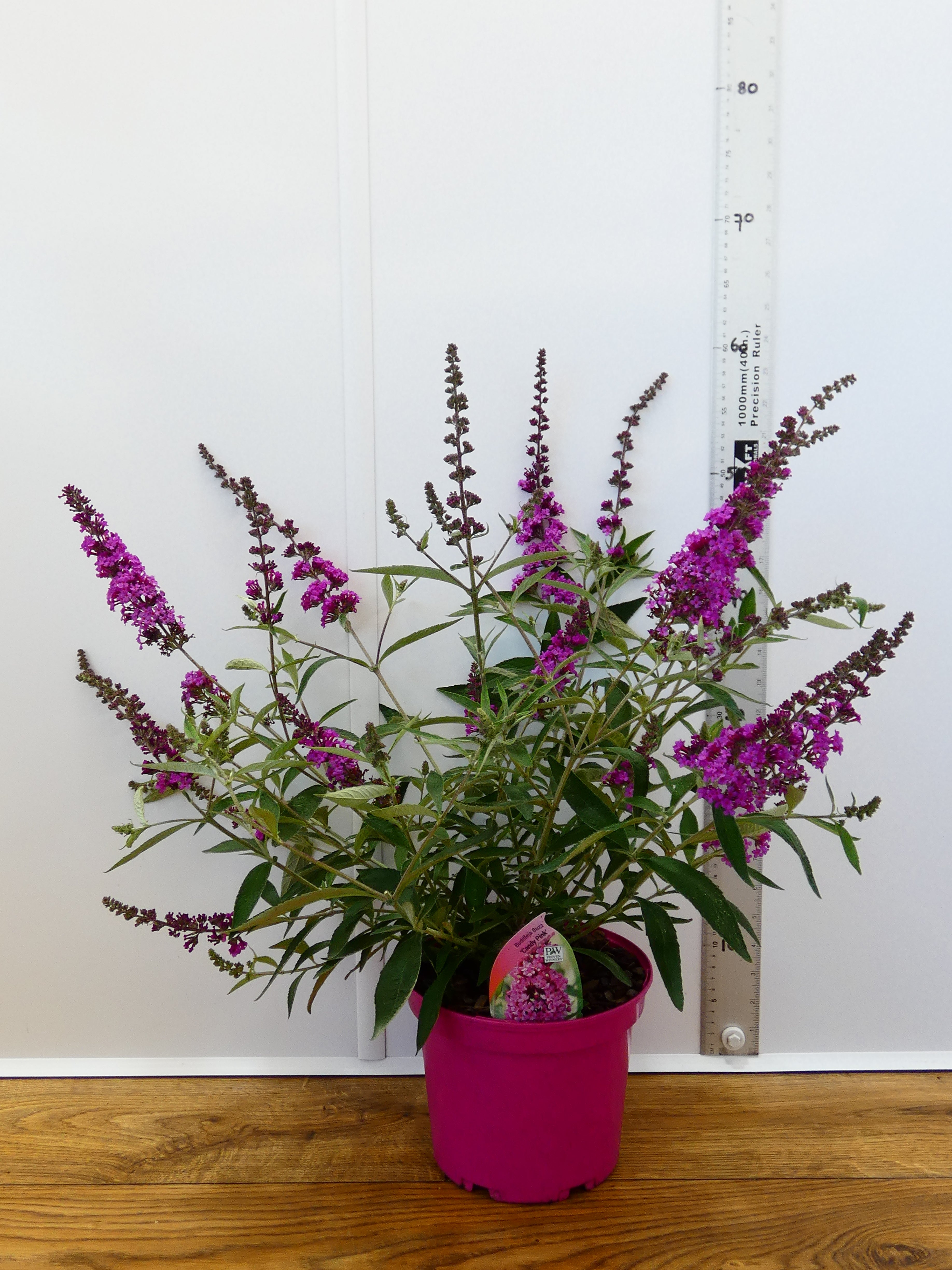 Buddleja Buzz 'Candy Pink' (3ltr)