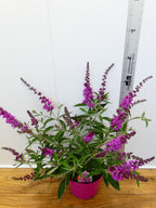 Buddleja Buzz 'Candy Pink' (3ltr)