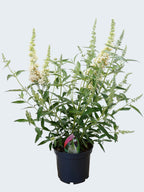 Buddleja Buzz 'Ivory' (3ltr)