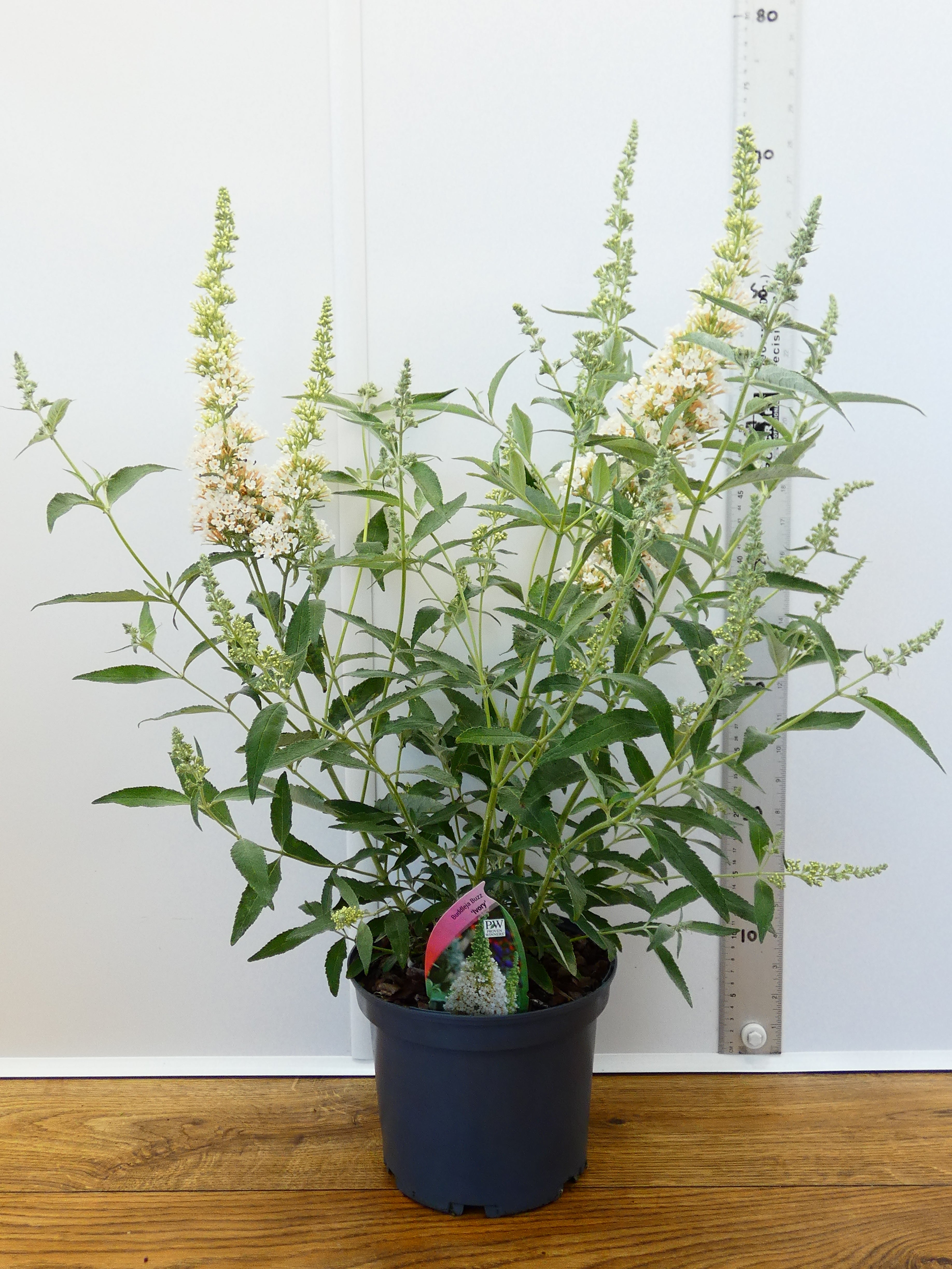 Buddleja Buzz 'Ivory' (3ltr)
