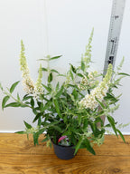Buddleja Buzz 'Ivory' (3ltr)