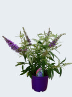 Buddleja Buzz 'Lavender' (3ltr)