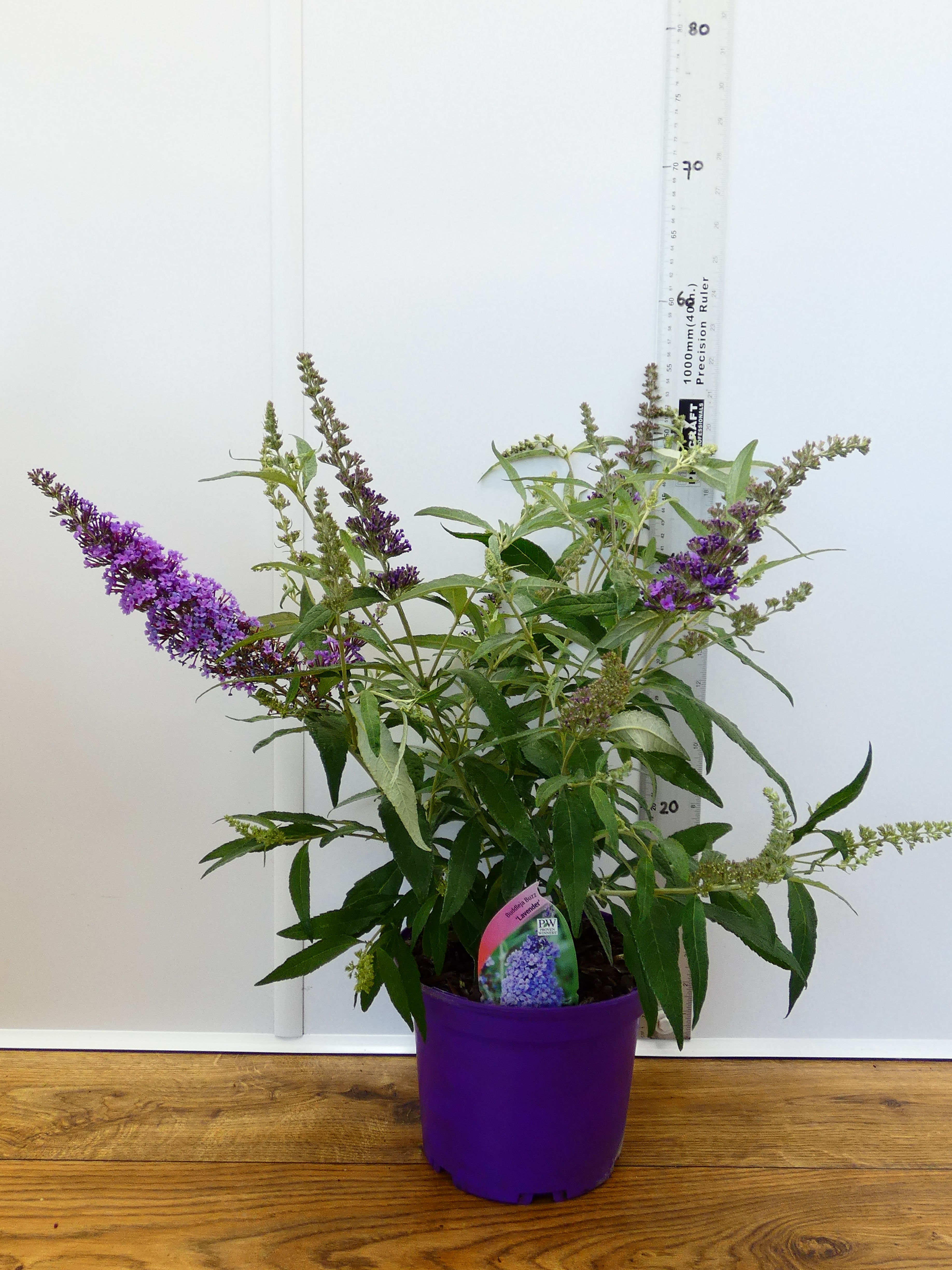 Buddleja Buzz 'Lavender' (3ltr)