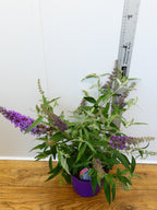 Buddleja Buzz 'Lavender' (3ltr)