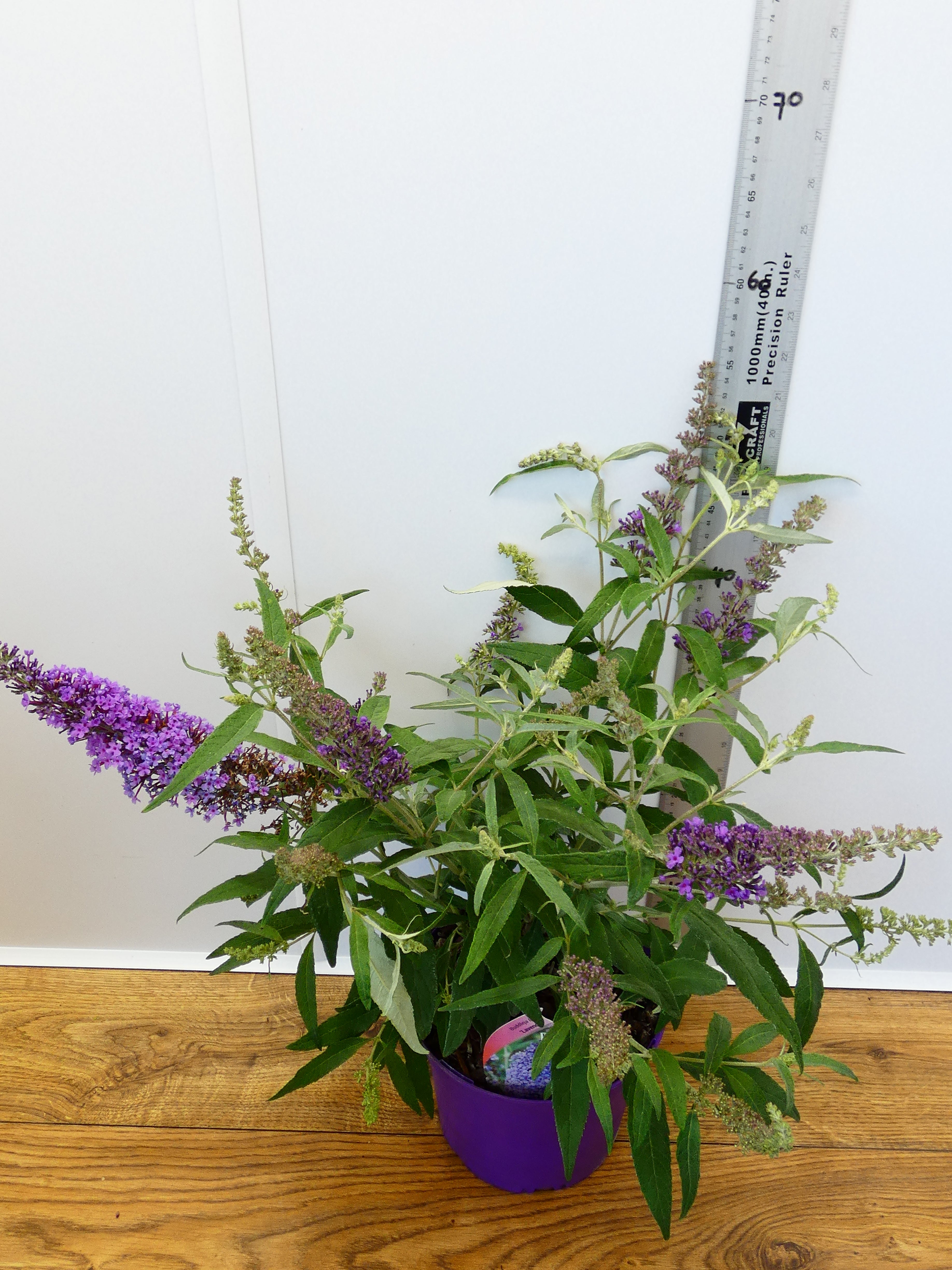 Buddleja Buzz 'Lavender' (3ltr)