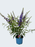 Buddleja Buzz 'Sky Blue' (3ltr)