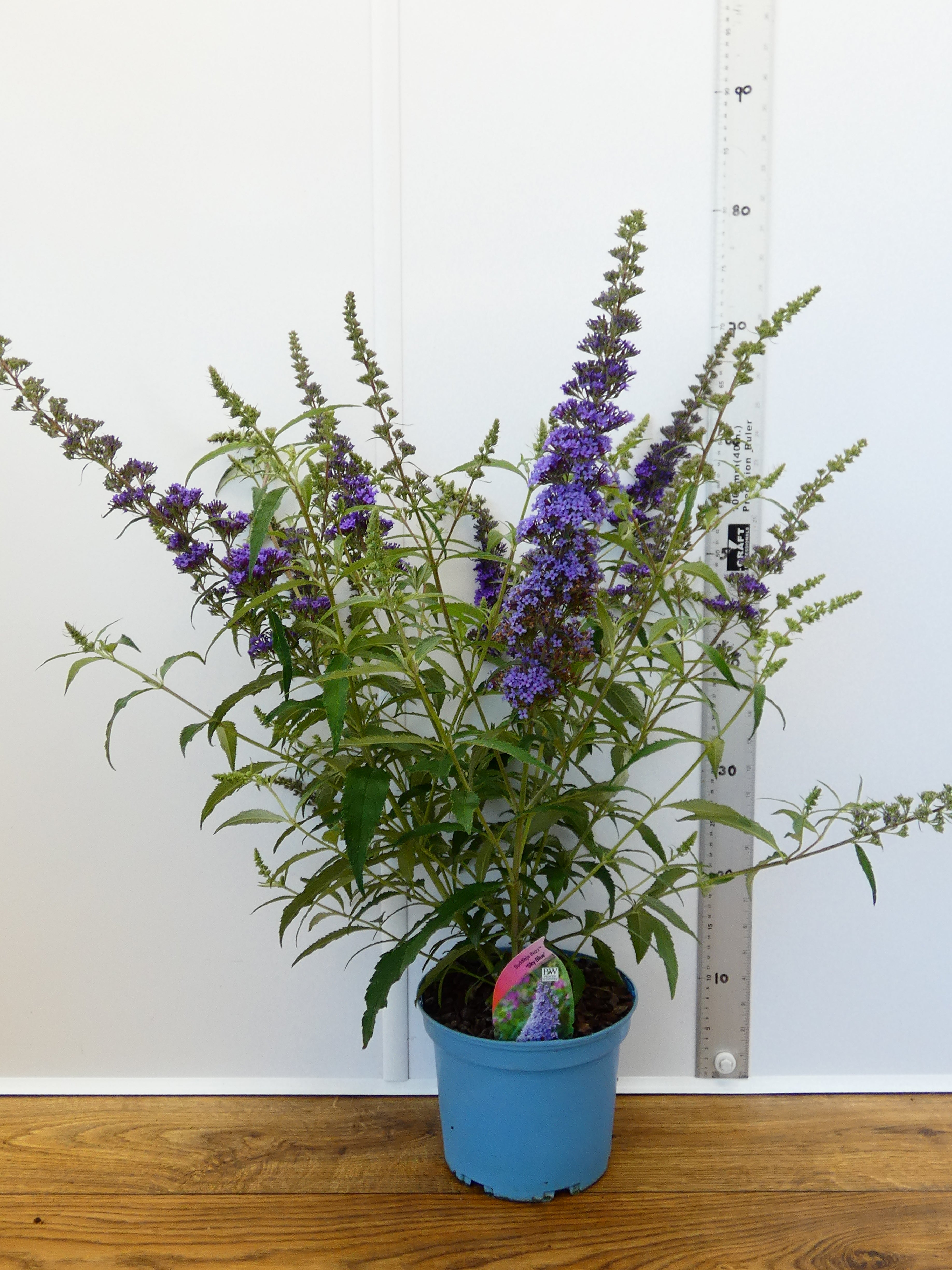 Buddleja Buzz 'Sky Blue' (3ltr)