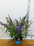 Buddleja Buzz 'Sky Blue' (3ltr)