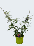 Buddleja Buzz 'Indigo' (3ltr)