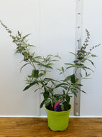 Buddleja Buzz 'Indigo' (3ltr)