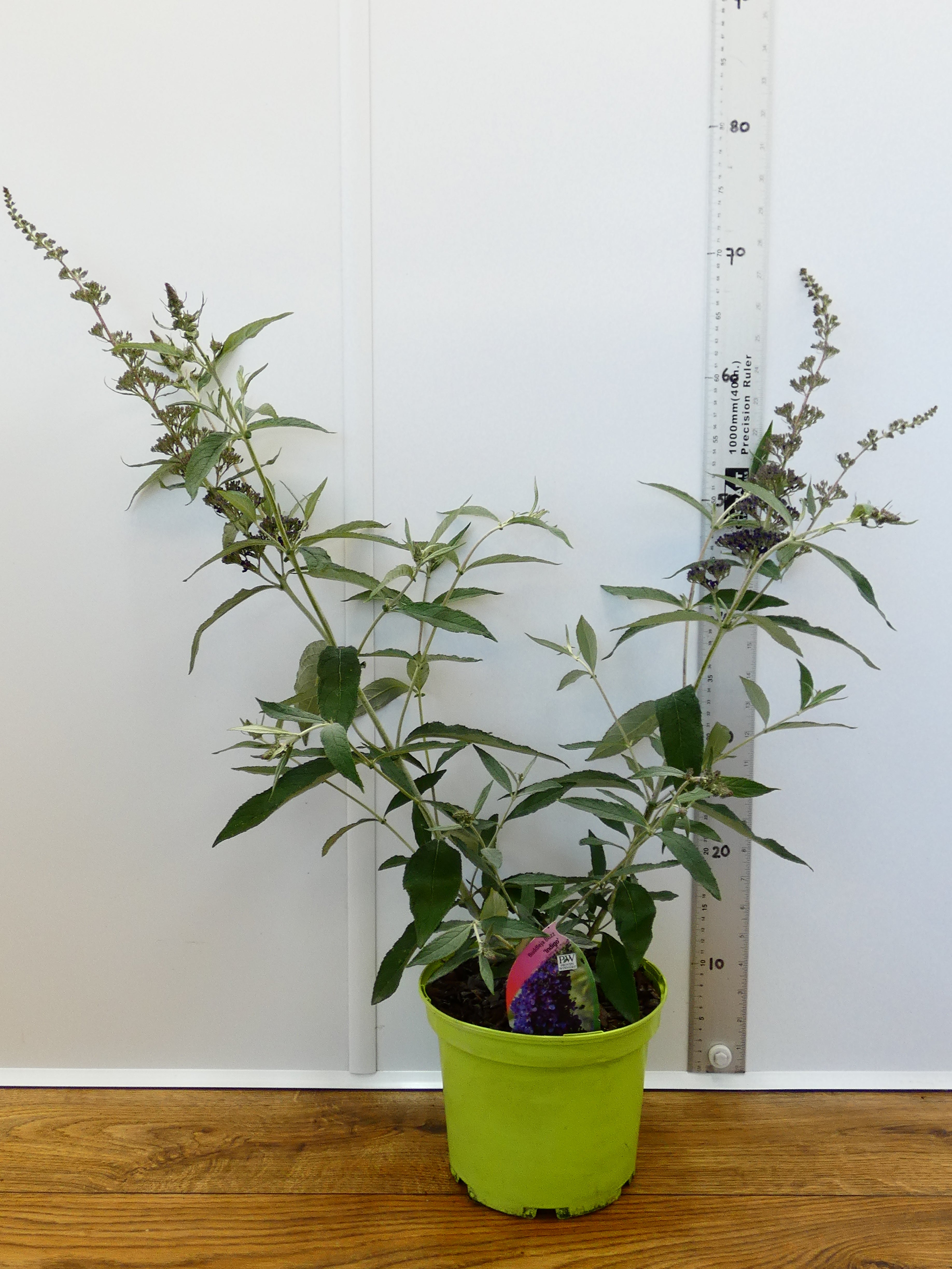 Buddleja Buzz 'Indigo' (3ltr)