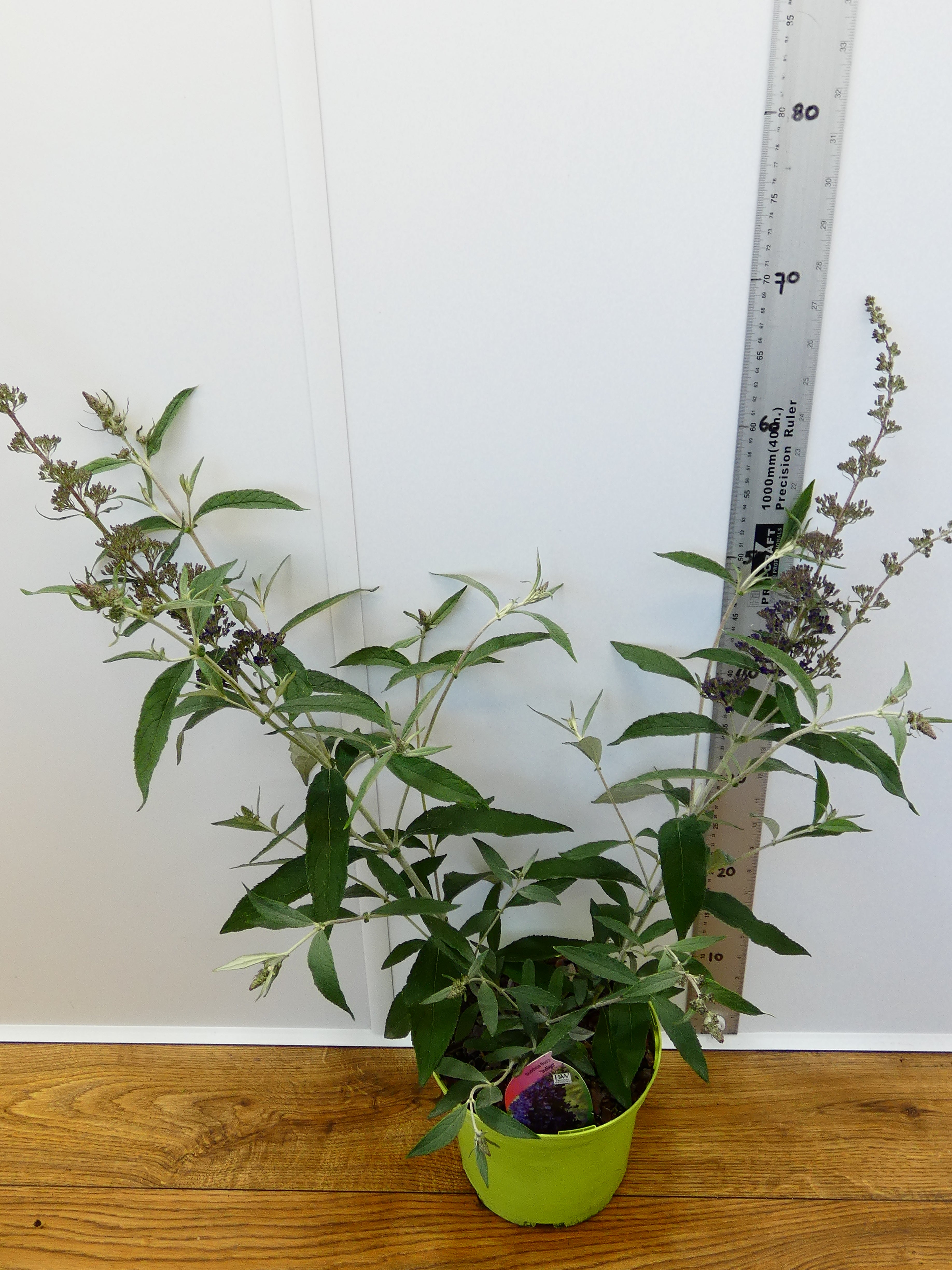 Buddleja Buzz 'Indigo' (3ltr)