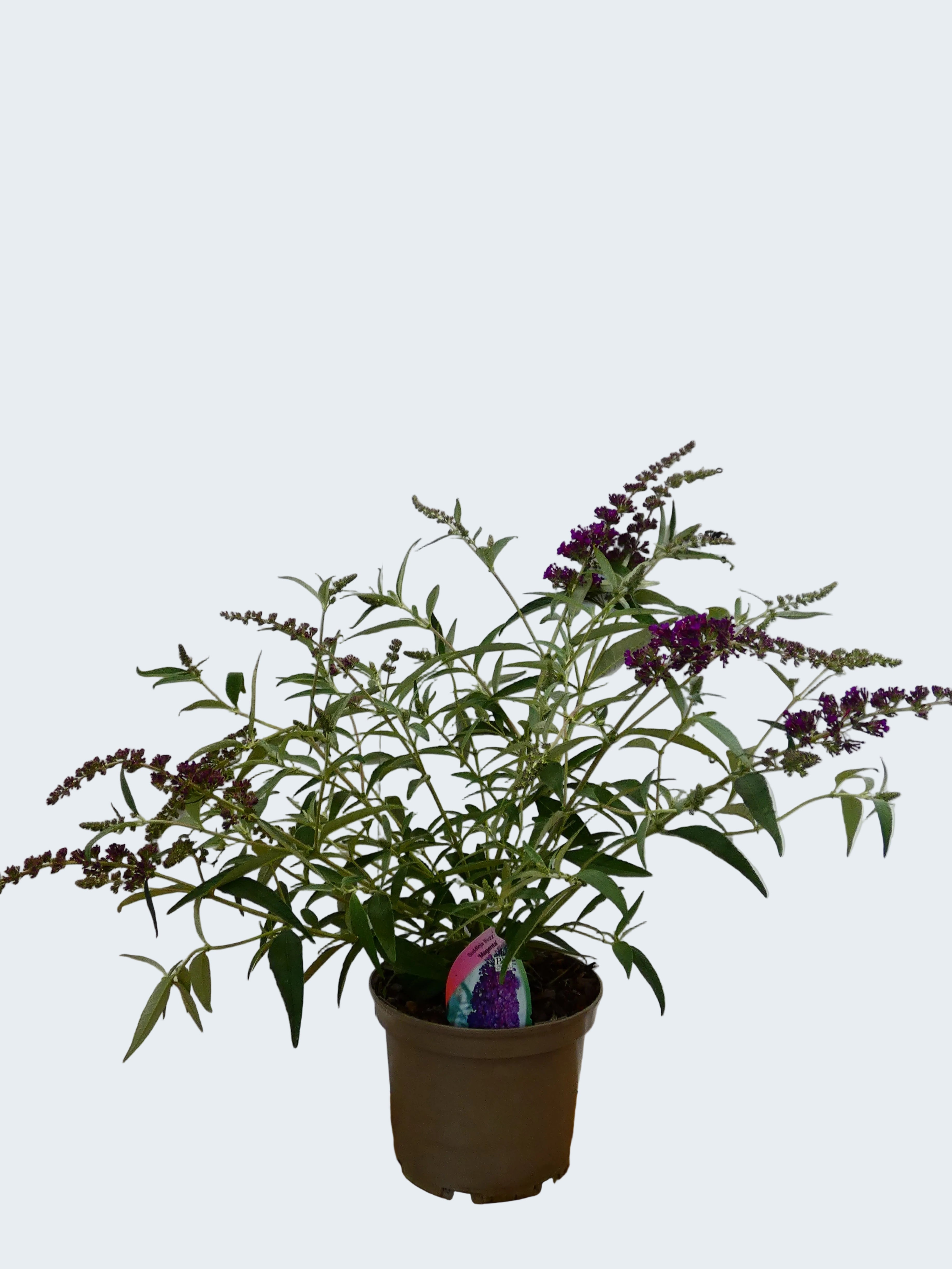 Buddleja Buzz 'Magenta' (3ltr)