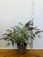 Buddleja Buzz 'Magenta' (3ltr)