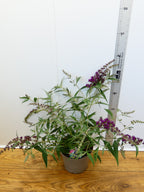 Buddleja Buzz 'Magenta' (3ltr)