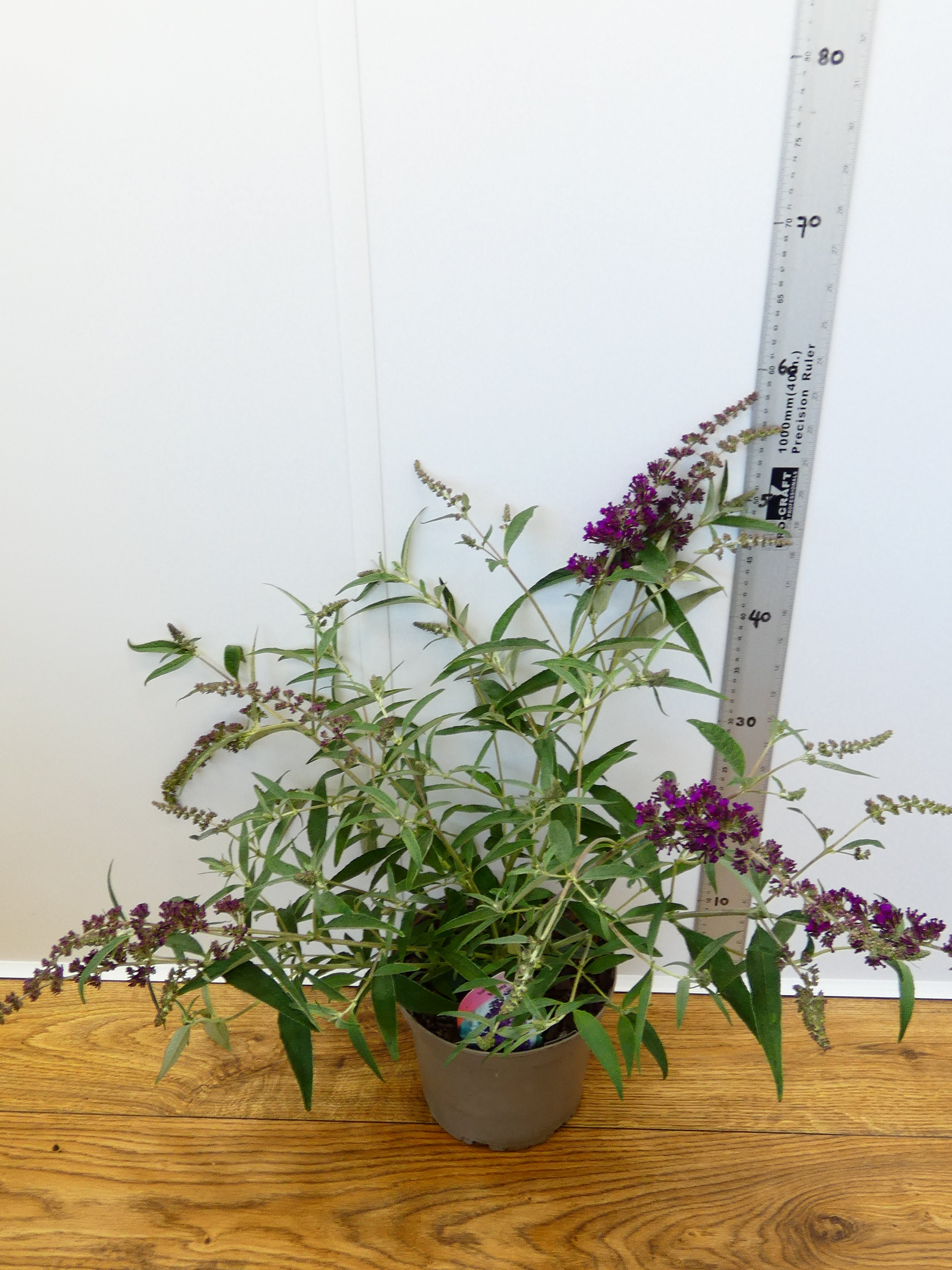 Buddleja Buzz 'Magenta' (3ltr)