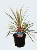 Cordyline 'Magic Star' (3ltr)