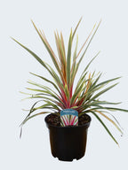 Cordyline 'Magic Star' (3ltr)