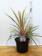 Cordyline 'Magic Star' (3ltr)