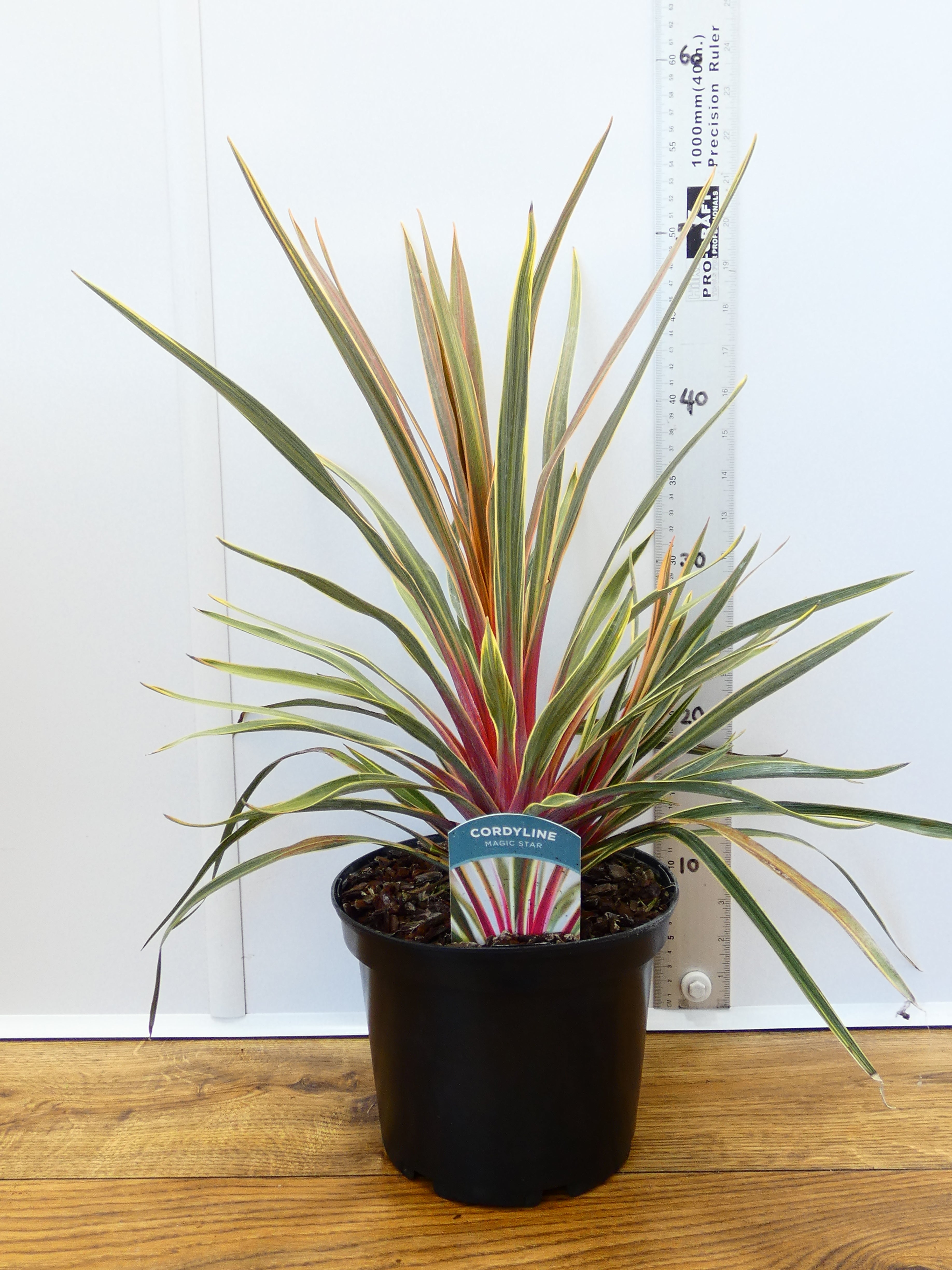 Cordyline 'Magic Star' (3ltr)