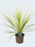 Cordyline 'Line Passion' (3ltr)