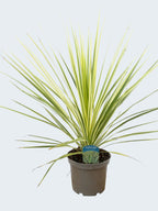 Cordyline 'Line Passion' (3ltr)