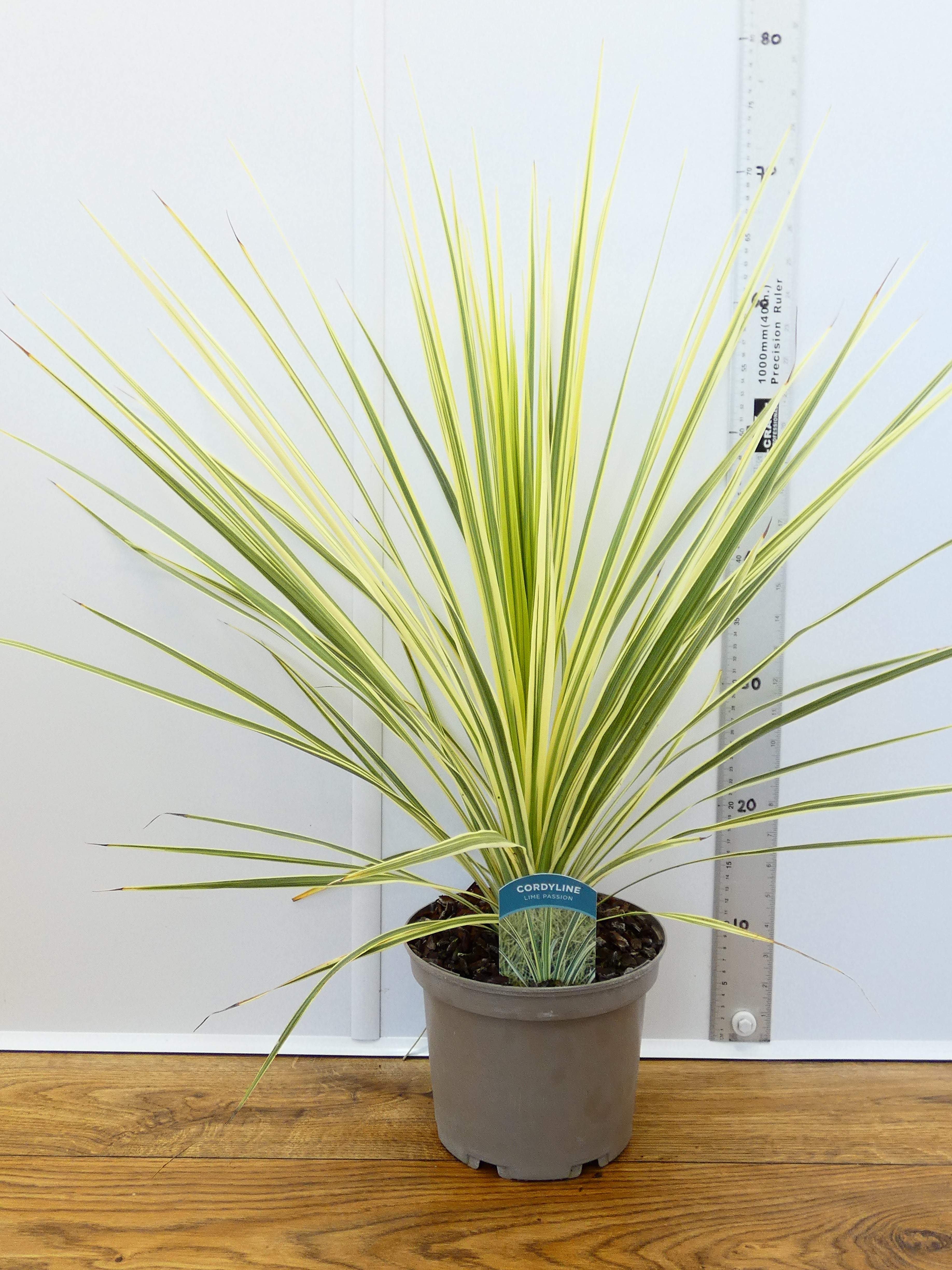 Cordyline 'Line Passion' (3ltr)