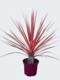 Cordyline 'Charlie Boy' (3ltr)