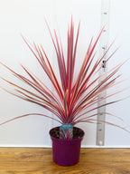 Cordyline 'Charlie Boy' (3ltr)