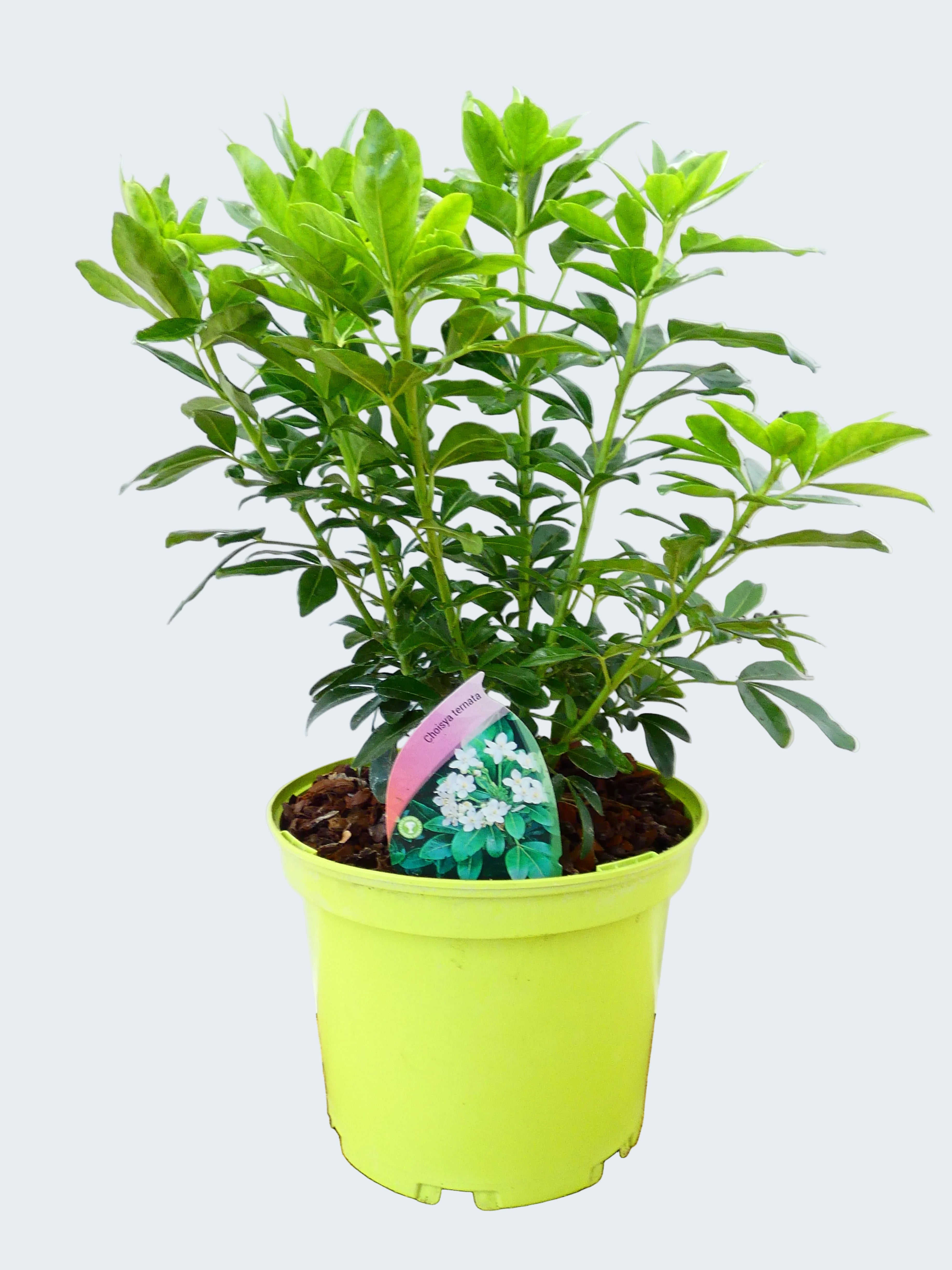 Choisya 'Ternata' (3ltr)