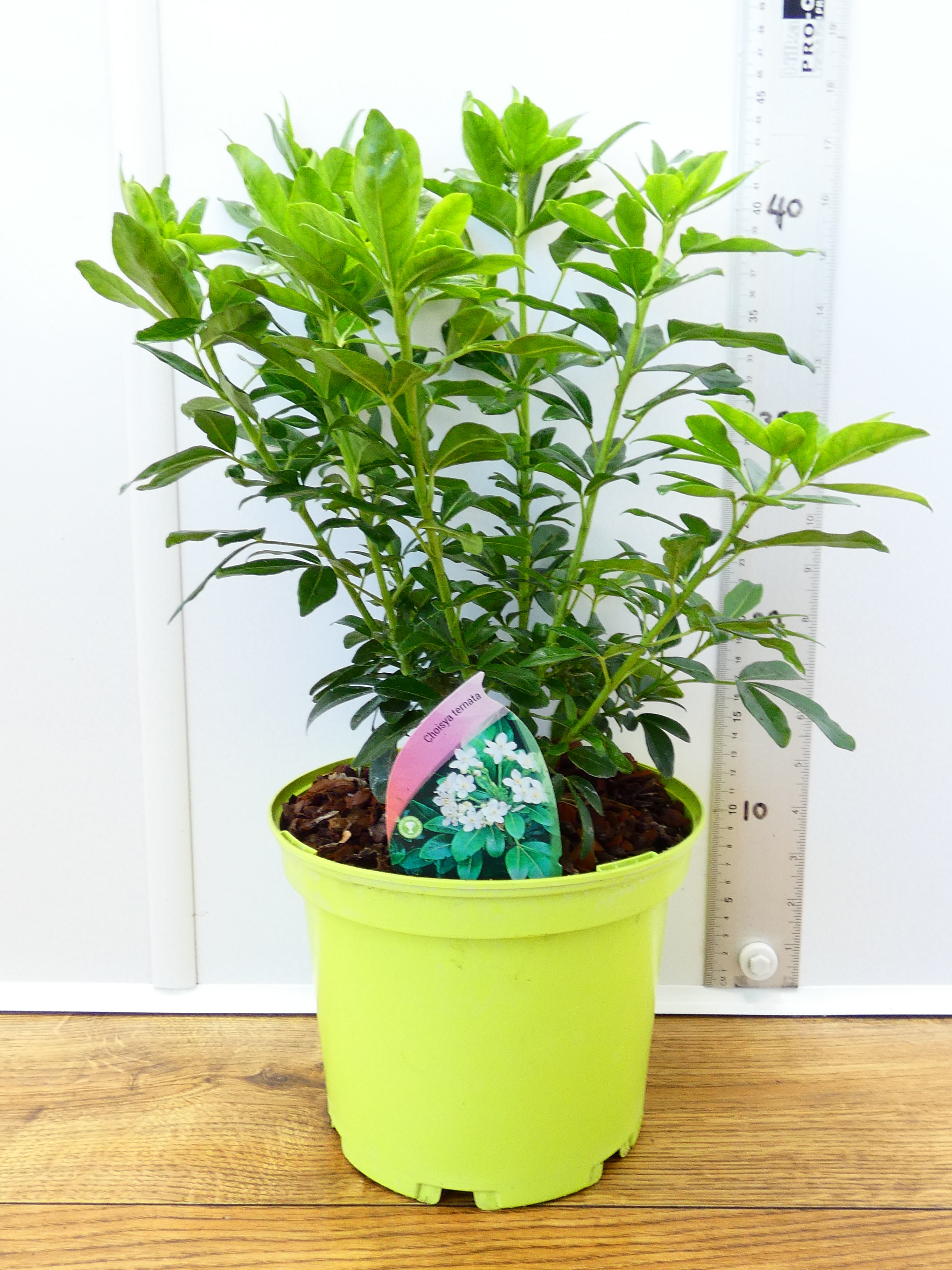Choisya 'Ternata' (3ltr)