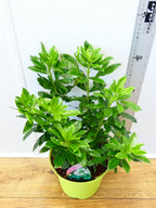 Choisya 'Ternata' (3ltr)