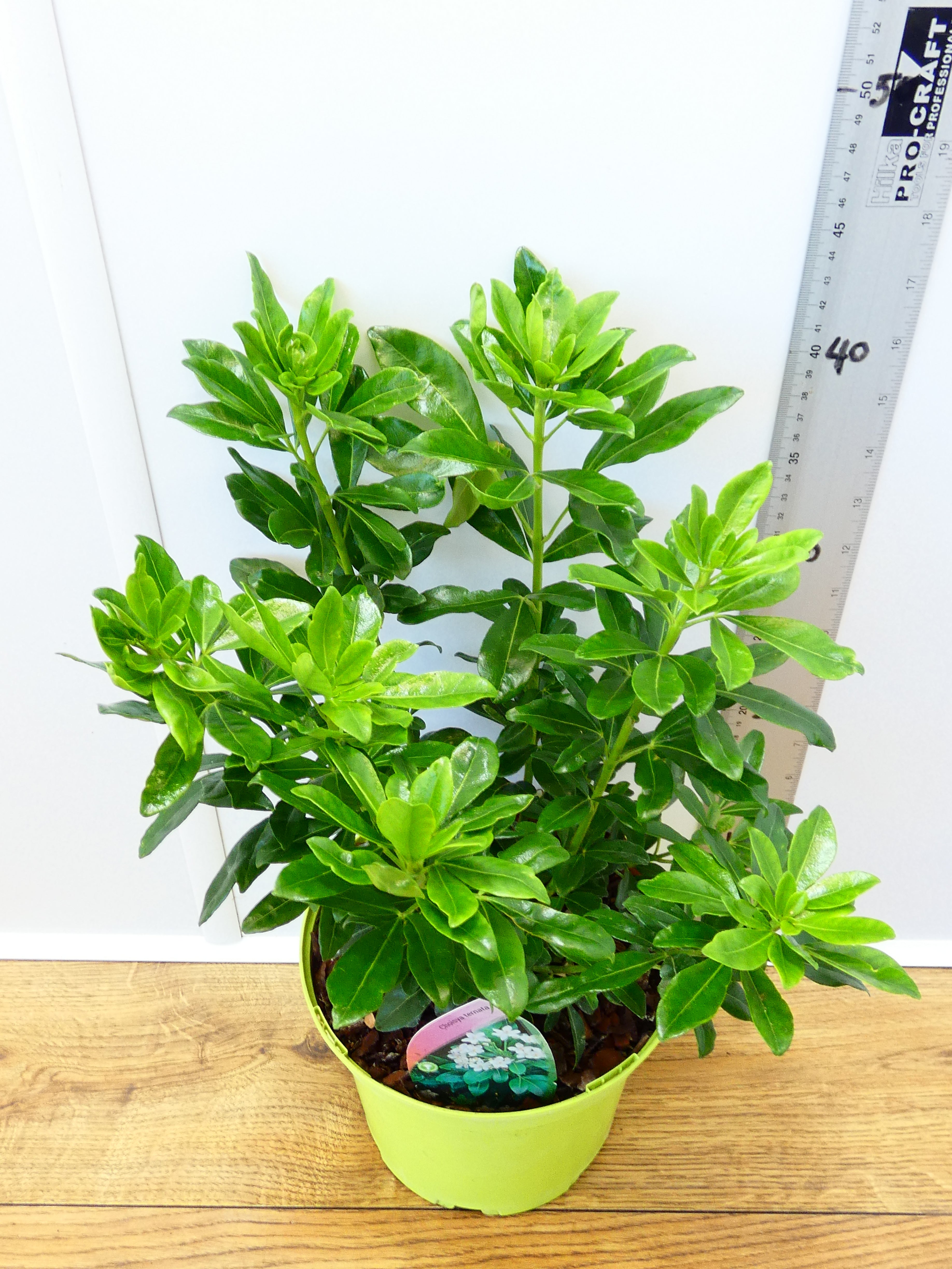 Choisya 'Ternata' (3ltr)