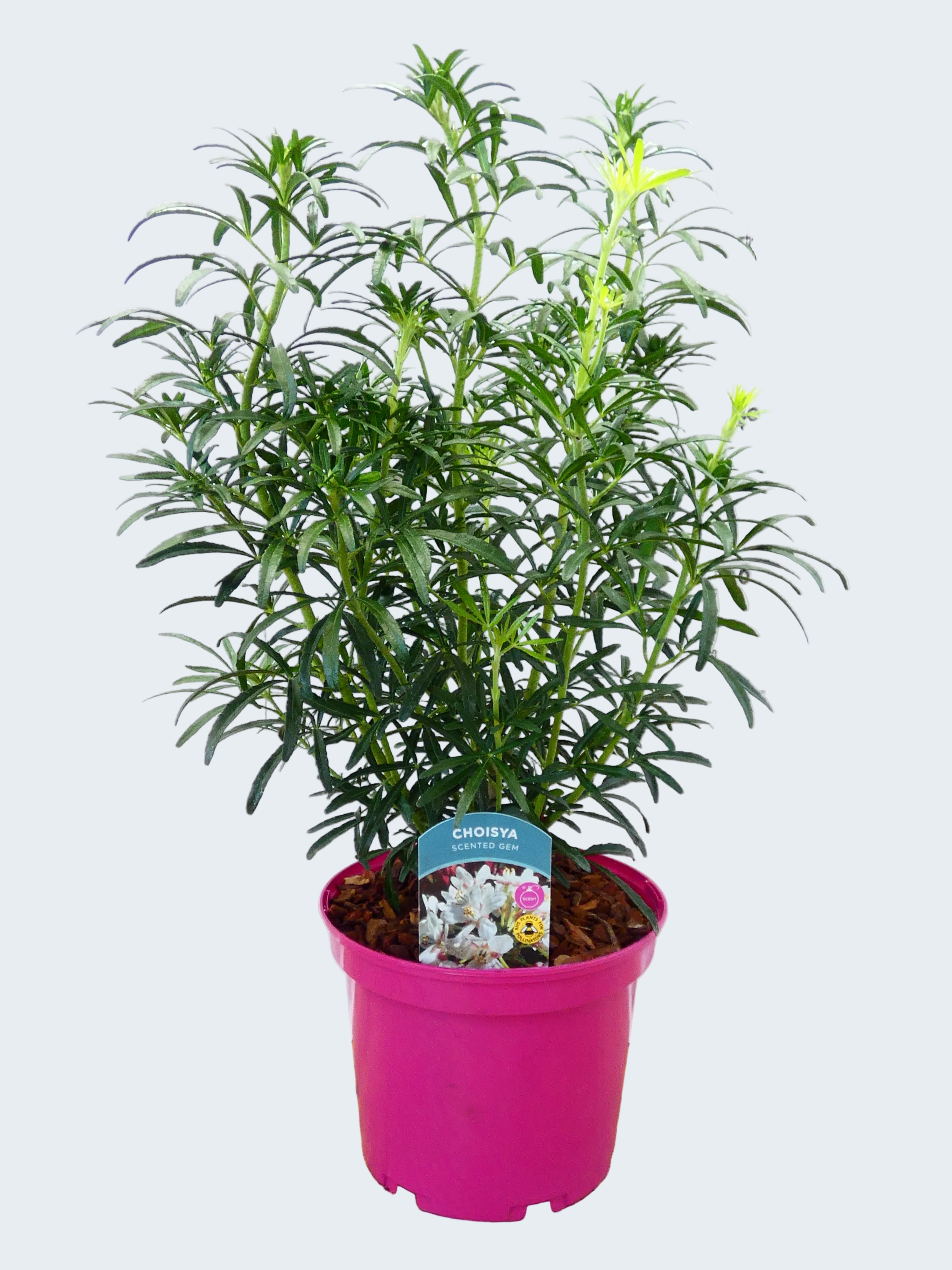 Choisya 'Scented Gem' (3ltr)